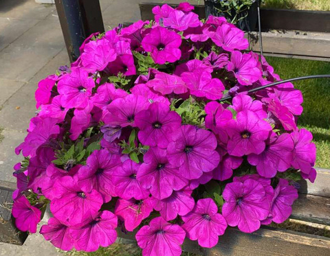 32497 Петуния RAY Fuchsia (Весна 2026)
