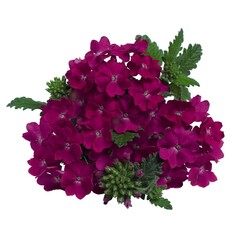 1507 Вербена EMPRESS PURPLE   (ОСЕНЬ 2025)