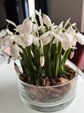Подснежники из холодного фарфора ручной работы — фото 4