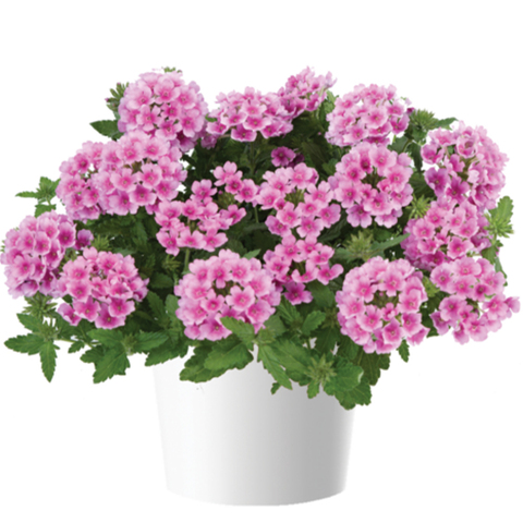 1583 Вербена VANESSA COM. ROSA (ОСЕНЬ 2025)