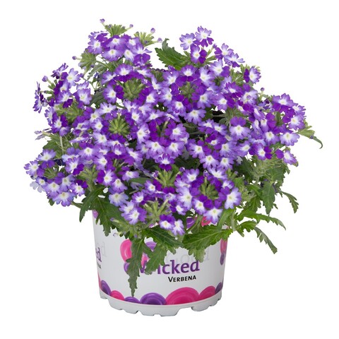 1573 Вербена WICKED DARK PURPLE (ОСЕНЬ 2025)