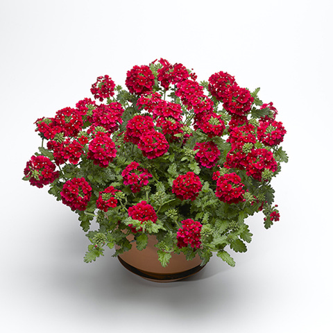 1515 Вербена LANAI EARLY DEEP RED (ОСЕНЬ 2025)