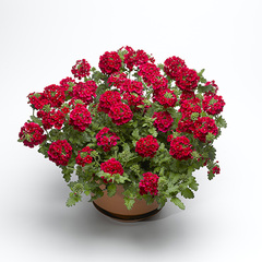 1515 Вербена LANAI EARLY DEEP RED (ОСЕНЬ 2025)