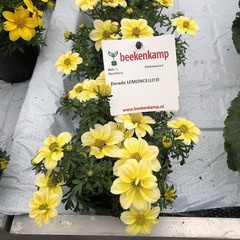 1305 Биденс DORADO LEMONCELLO            (ОСЕНЬ 2025)