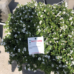 1005 Бакопа SCOPIA GULLIVER DYNAMIC WHITE