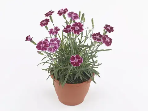 1610 Гвоздика TINY PLEASURE PINK (ОСЕНЬ 2025)