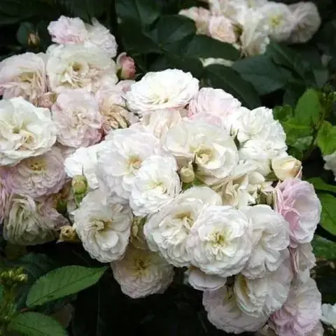 Букет Парфе (Bouquet Parfait)