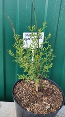 Teofrast Жасмин кустарниковый Jasminum fruticans