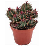 Euphorbia Aggregata (Молочай Скученный)