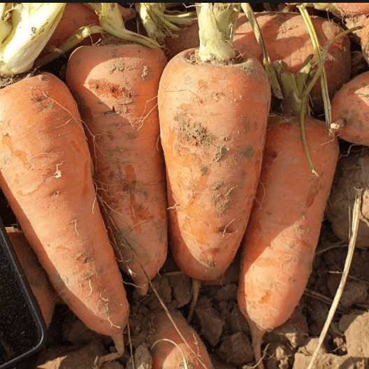 Takii Seed Морковь Тангерина F1 2,2-2,4 мм 100 000 (семян) import_files_72_725eee8ef73d11eab1b22cfda1737986_397ac2bd794811ecb30d2cfda1737986.jpeg