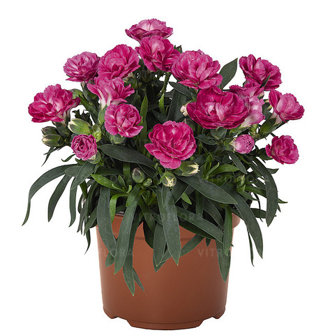 1636 Гвоздика Sprint Dark Pink (Весна 2026)