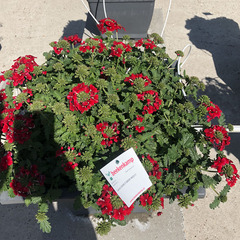 1515 Вербена LANAI EARLY DEEP RED (ОСЕНЬ 2025)
