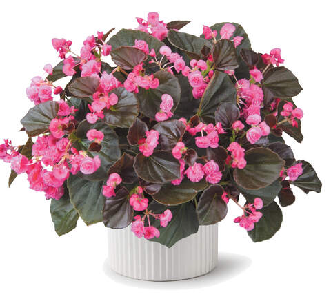 1231 Бегония DOUBLET ROSE (ОСЕНЬ 2025)