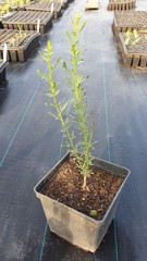 Teofrast Жасмин кустарниковый Jasminum fruticans