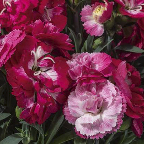 1624 Гвоздика SWEET PLEASURE M ROSE BICOLOR (ОСЕНЬ 2025)