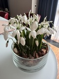 Подснежники из холодного фарфора ручной работы — фото 7