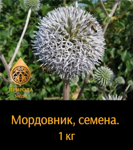 Семена мордовника шароголового - 1 кг