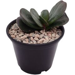 Суккулент Андромискус