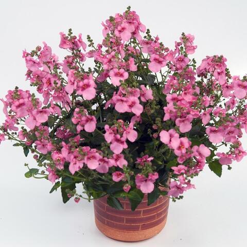 1810 Диасция GENTA PINK (ОСЕНЬ 2025)