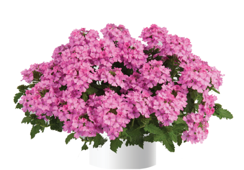 1562 Вербена VANESSA COMPACT Pink (Весна 2026)