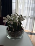 Подснежники из холодного фарфора ручной работы — фото 8