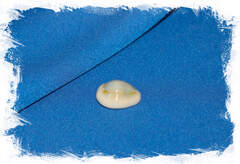 Ципрея аннулус (Cypraea annulus), 1,5-2,5см, 1шт