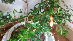 Teofrast Гранат карликовый мини punica granatum nana