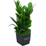 Замиокулькас в керамическом горшке D10 H25 — основное фото живого растения