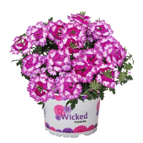 1572 Вербена WICKED DARK PINK (ОСЕНЬ 2025)