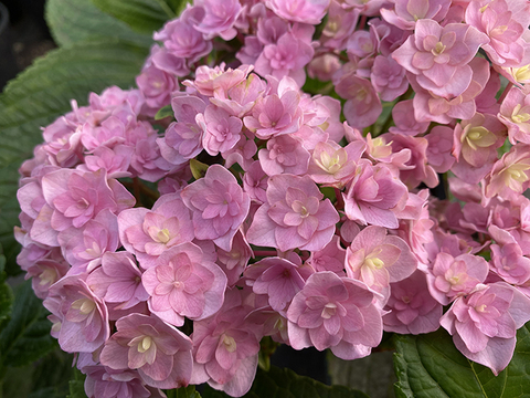 №6 Укорененный черенок Гортензия крупнолистовая Ю ЭНД МИ ТУГЕЗЕ (Hydrangea macrophylla 