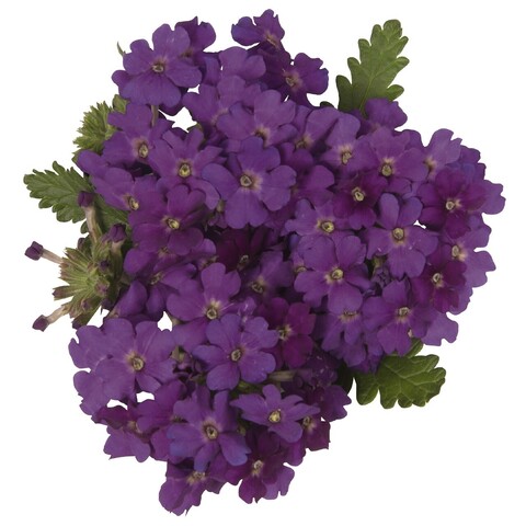 1512 Вербена EMPRESS SUN VIOLET (ОСЕНЬ 2025)