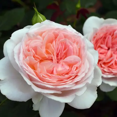 Шиоли(Shioli)
