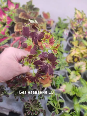 Подарок LO 7 Рококо колеус
