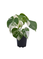 Монстера восхитительная White back turtle д.17