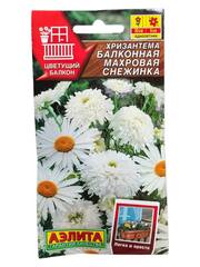 Хризантема балконная махровая Снежинка (Аэлита)