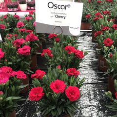 1605 Гвоздика OSCAR CHERRY (ОСЕНЬ 2025)