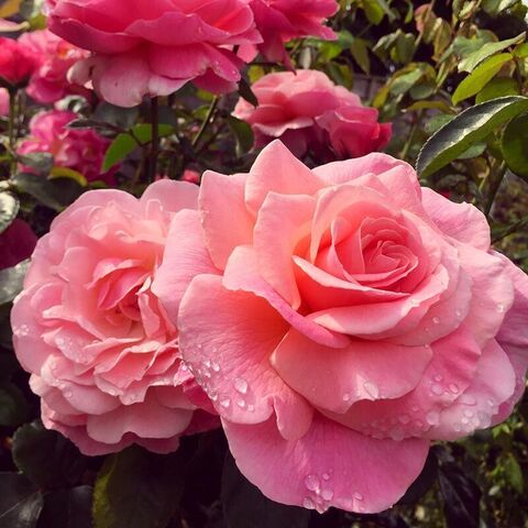 Тиклд Пинк (Tickled Pink)