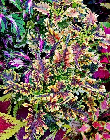 UTS Copper Coral колеус