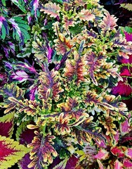 UTS Copper Coral колеус