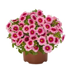 1948 Калибрахоа Aloha Kona Tiki Pink (Весна 2026)
