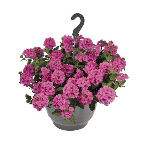 1510 Вербена EMPRESS SUN PINK (ОСЕНЬ 2025)
