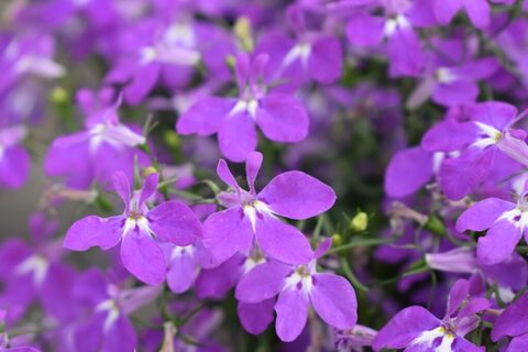 2352 Лобелия HOTPOT PURPLE (ОСЕНЬ 2025)