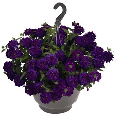 1512 Вербена EMPRESS SUN VIOLET (ОСЕНЬ 2025)