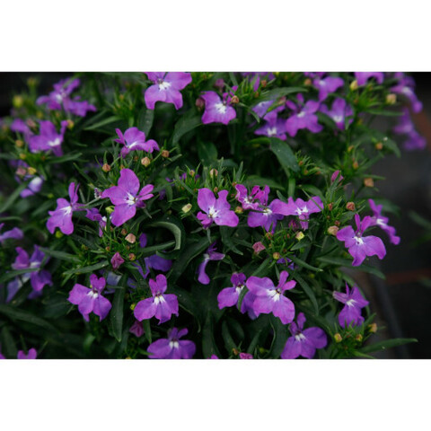 2354 Лобелия Bella Purple (Весна 2026)