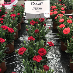 1606 Гвоздика OSCAR DARK RED (ОСЕНЬ 2025)