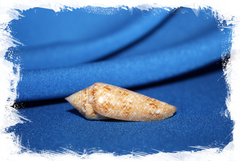 Конус глориамарис (Conus gloriamaris) 8см скол губы фото по запросу