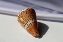 Ракушка Конус горностай, 6см, 1шт