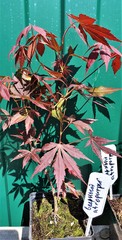 Teofrast Клен дланевидный пурпурнолистный Acer palmatum f. atropurpurea