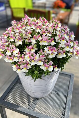 2647 Немезия ESCENTIAL PINKBERRY IMP (ОСЕНЬ 2025)