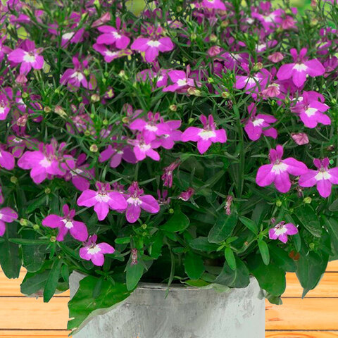 2356 Лобелия CURACAO COMPACT DARK PURPLE (ОСЕНЬ 2025)